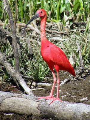 Yammine Fauna silvestre en Venezuela 2
